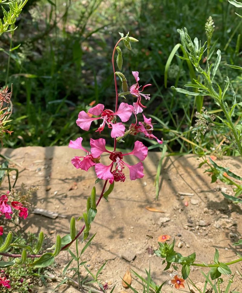 Clarkia Grows Best When Sown Before Temperatures Rise Too Much