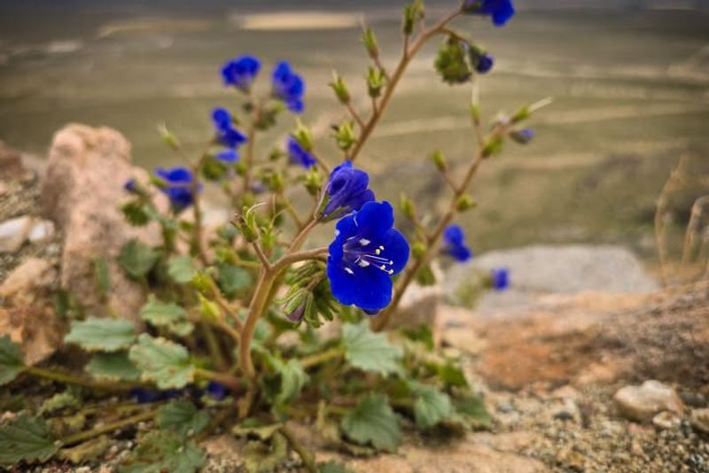 Desert Bluebells With Electric Blue Bells