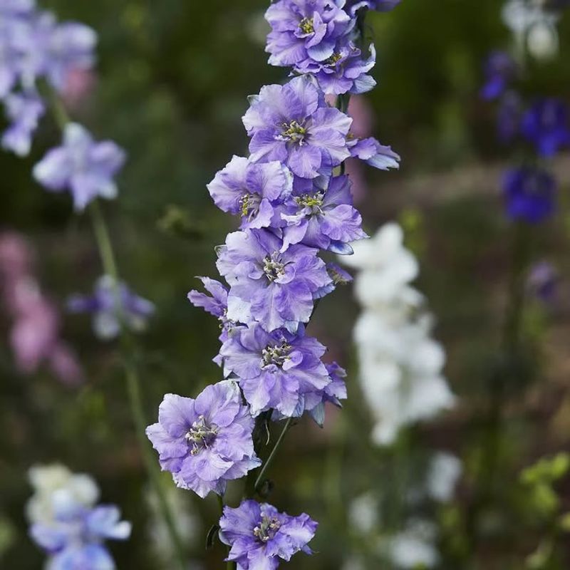 Larkspur