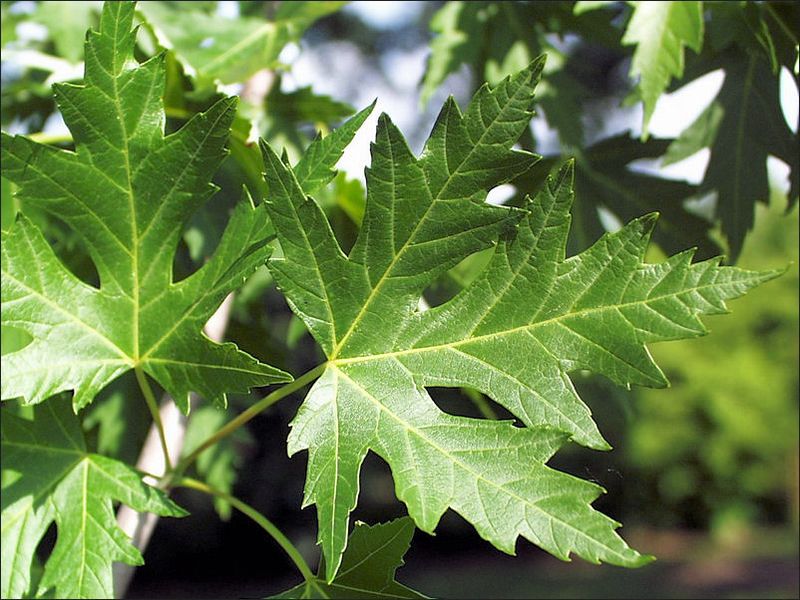 Silver Maple Grows Fast But Breaks Easily In Ohio Weather