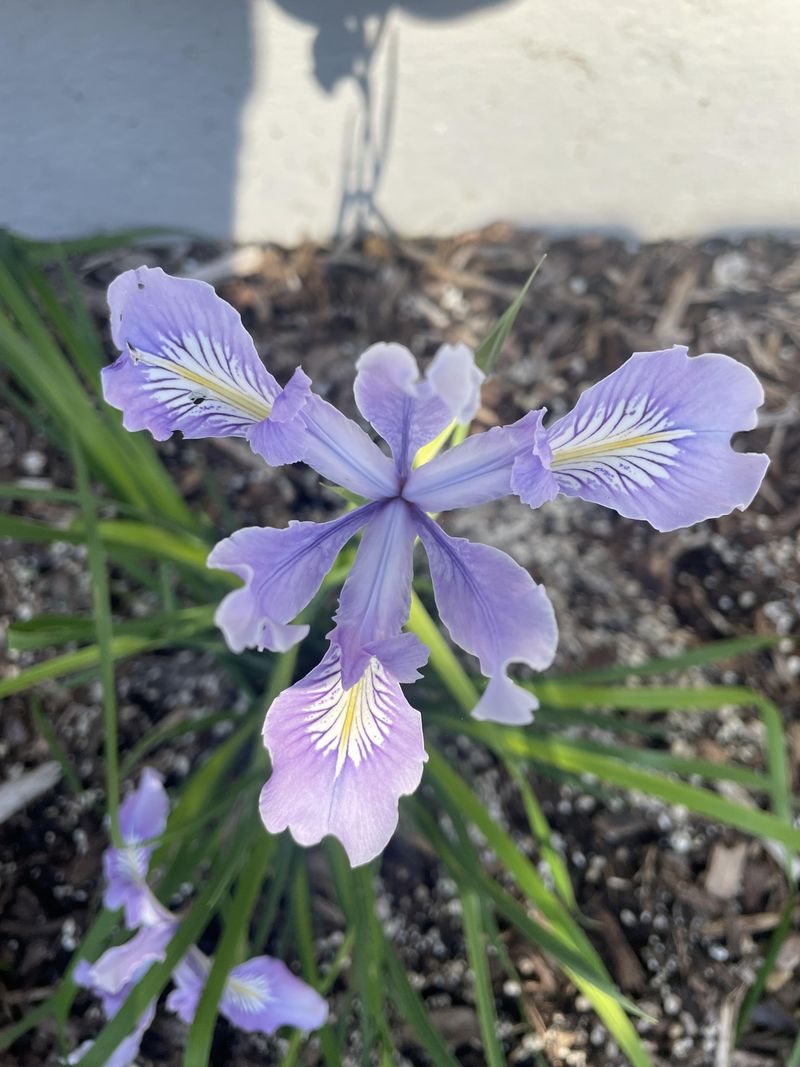 Oregon Iris