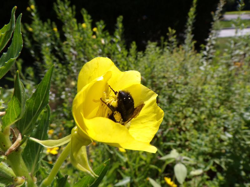 Primrose (Native Evening Primrose Types)