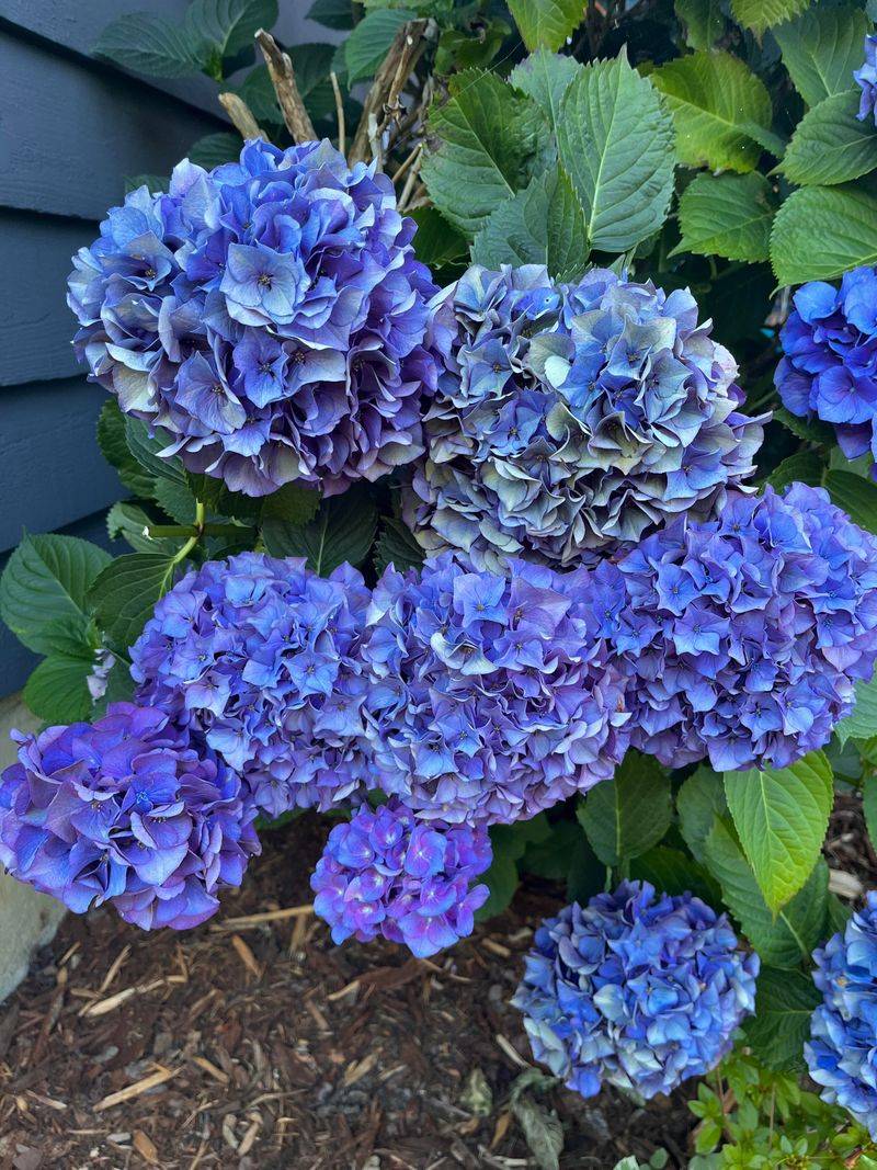 Hydrangea
