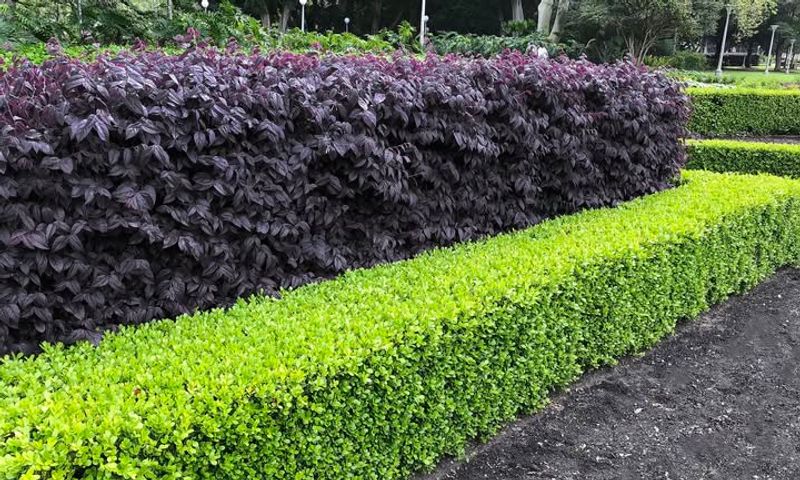 Loropetalum Stays Dense With Colorful Foliage