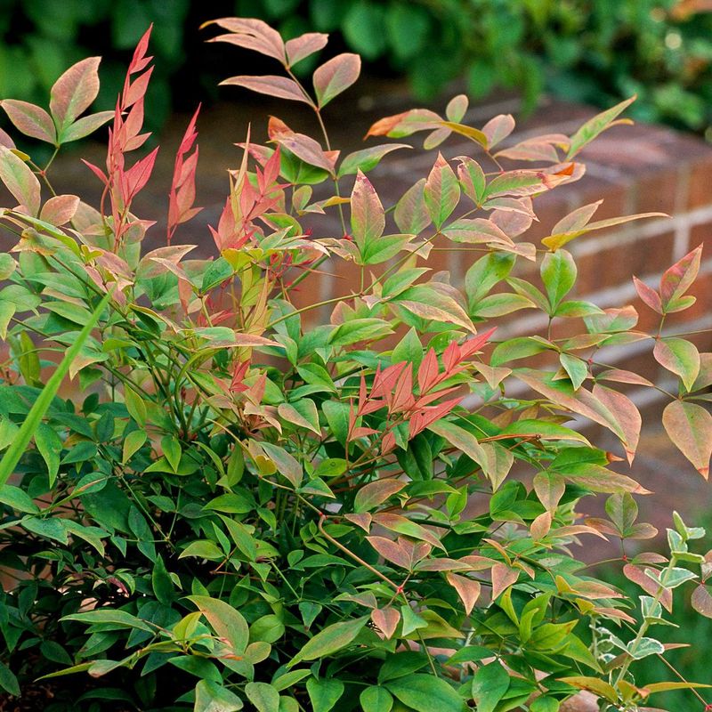 Nandina / Heavenly Bamboo (Nandina Domestica)