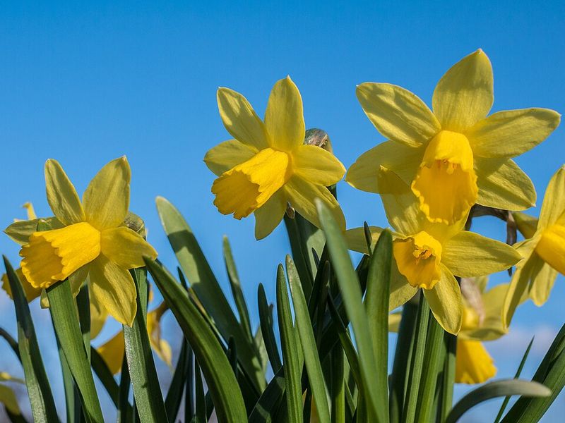 Daffodils Bring Cheerful Late Winter And Early Spring Color To Garden Beds