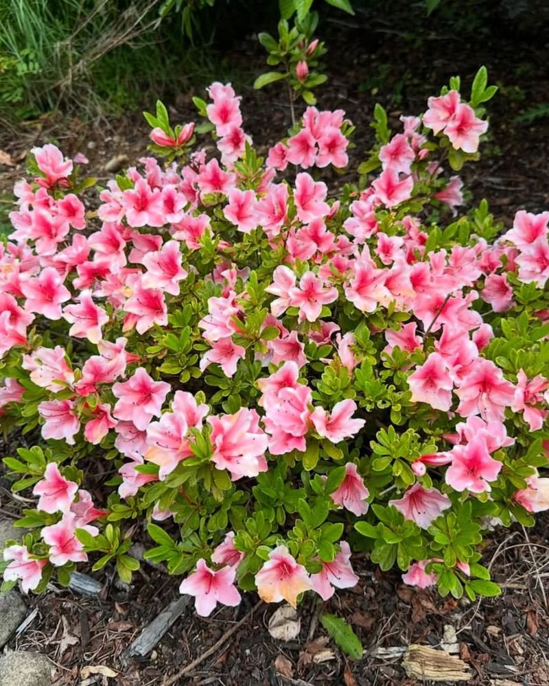 Azalea Fills The Garden With Vibrant Spring Color