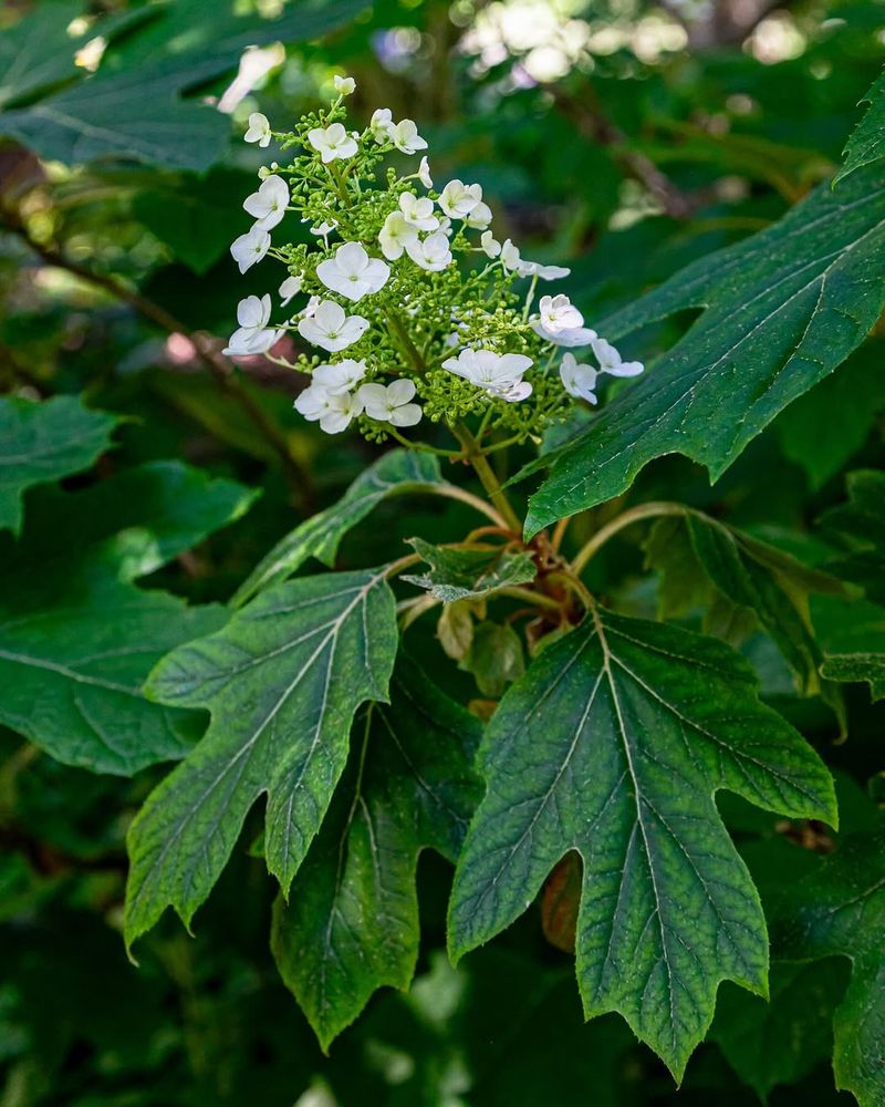 Oakleaf Hydrangea Blooms On Old Wood And Should Not Be Cut In March