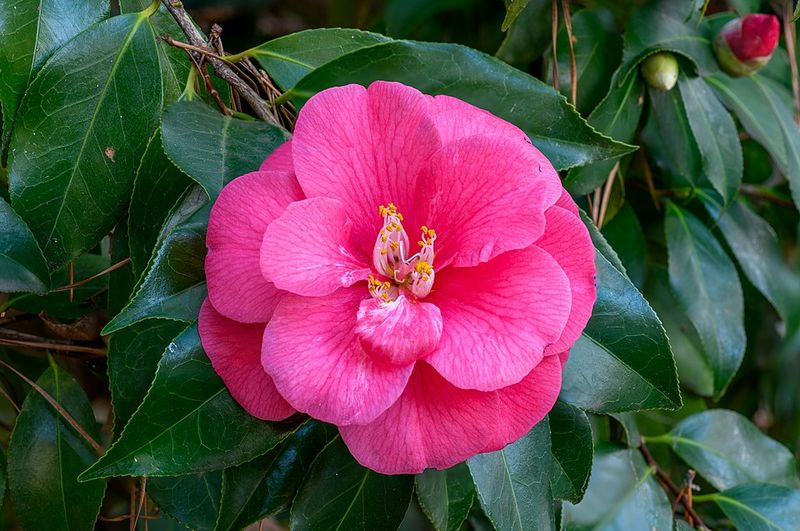 Camellia Japonica Brightens Winter Gardens With Large Rose Like Blooms