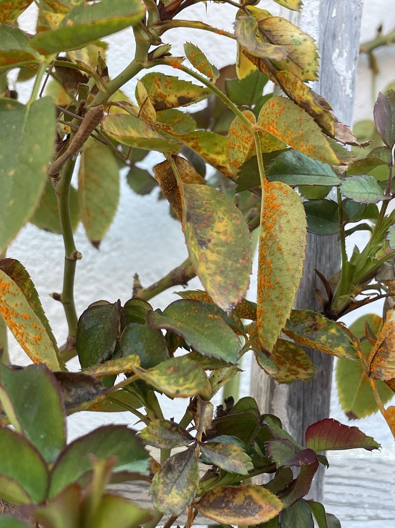 Rose Shrubs Facing Aphids And Early Spider Mite Activity