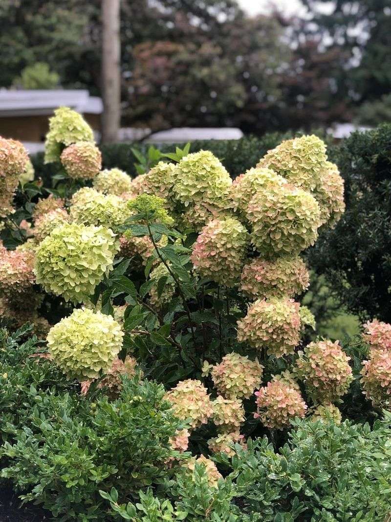 Hydrangea