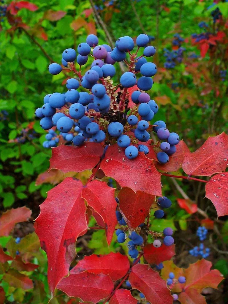 Oregon Grape