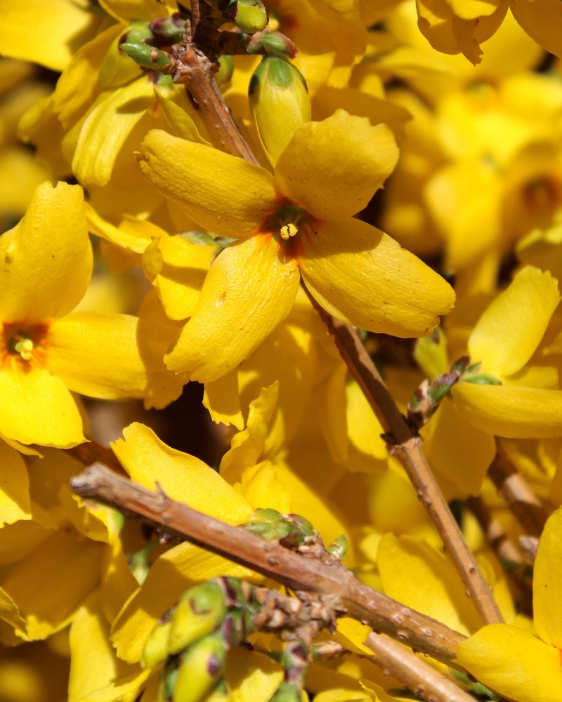 Forsythia
