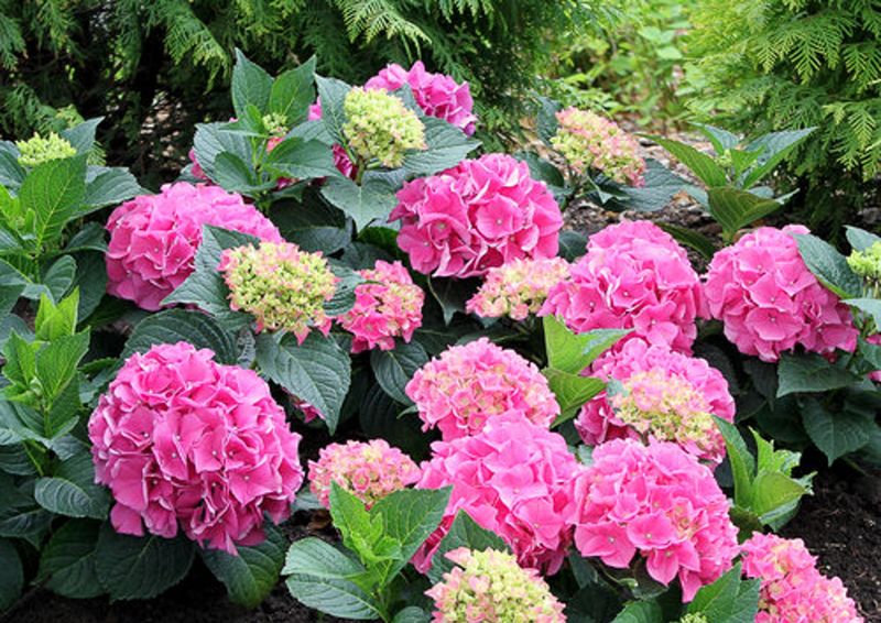 Bigleaf Hydrangea