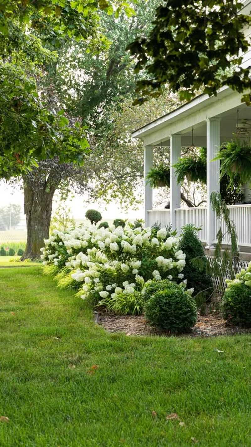 Hydrangeas