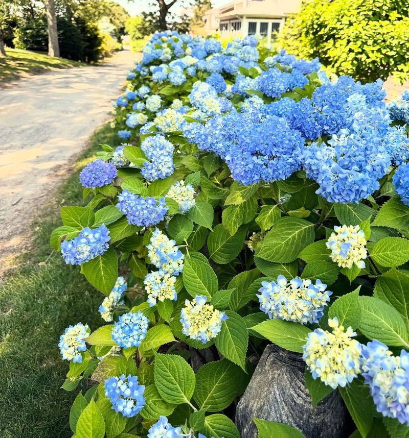 Hydrangeas