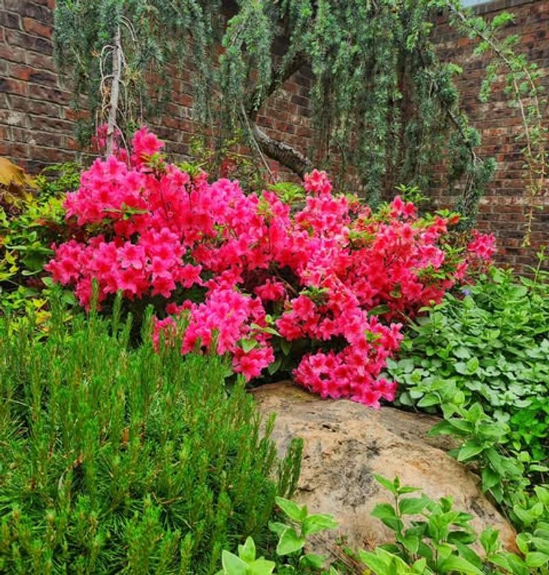 Azaleas