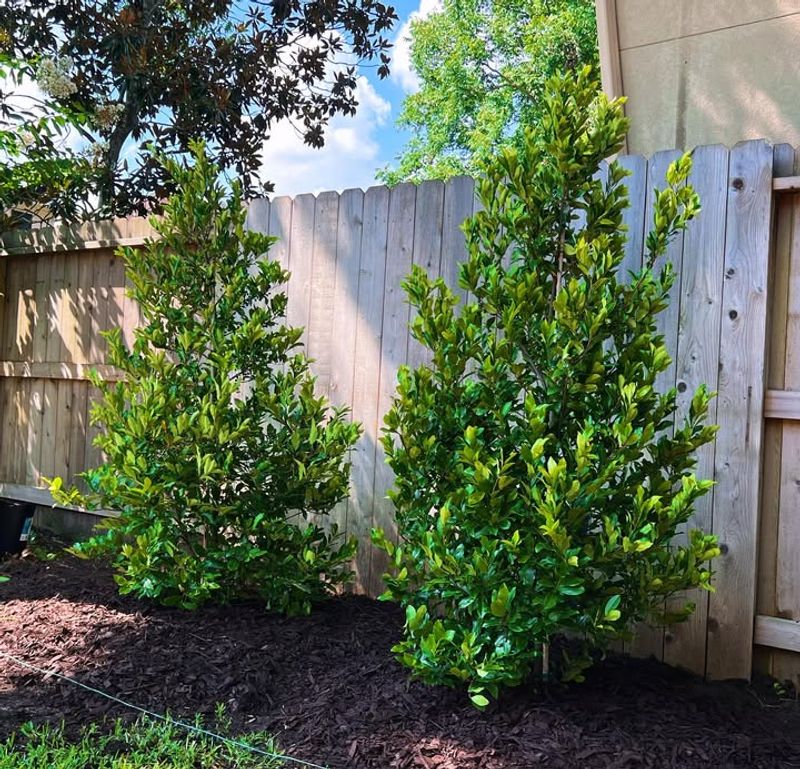 Cherry Laurel Creates A Thick Wall That Blocks Views Fast