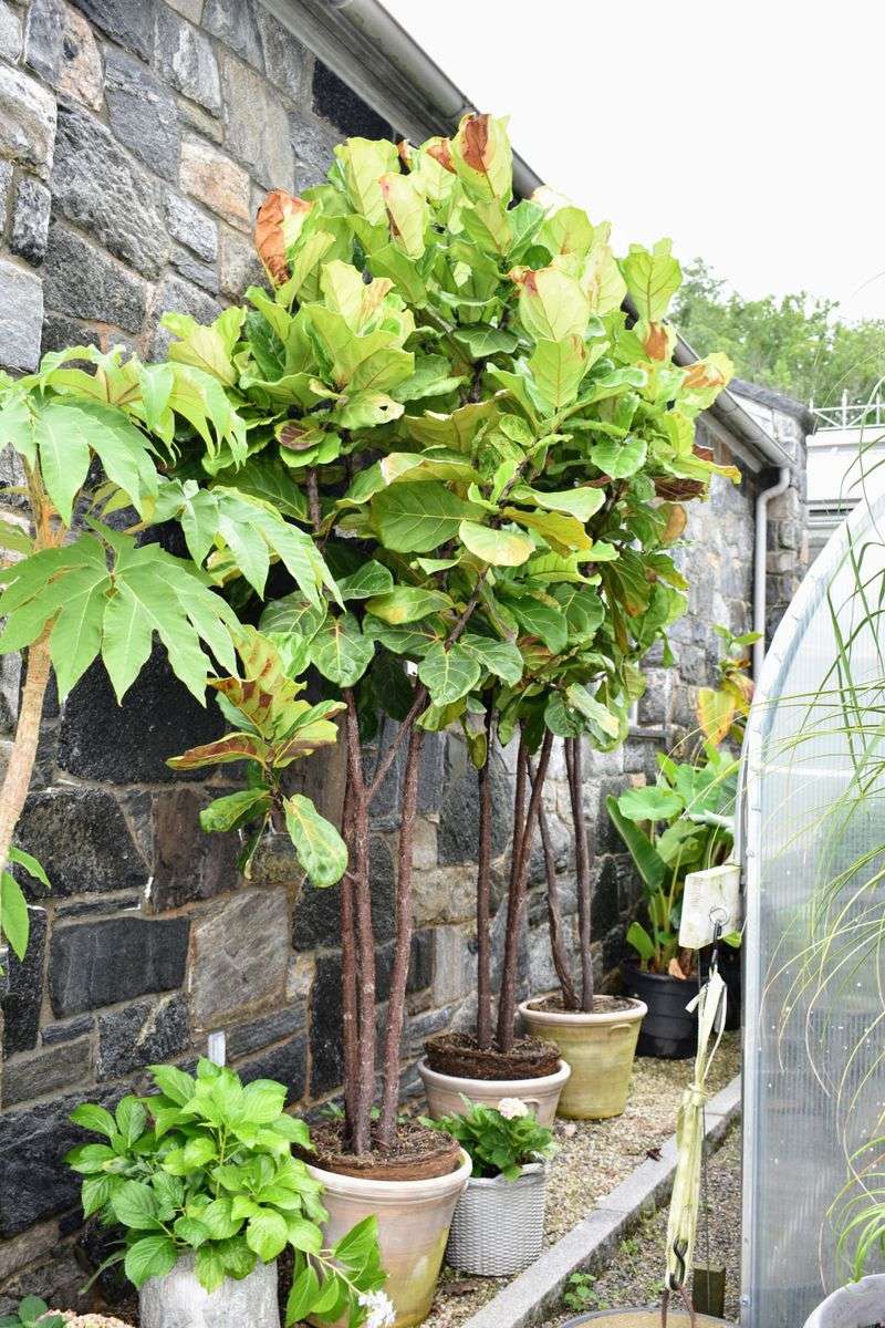 Fiddle Leaf Fig Performs Poorly In Ohio Gardens