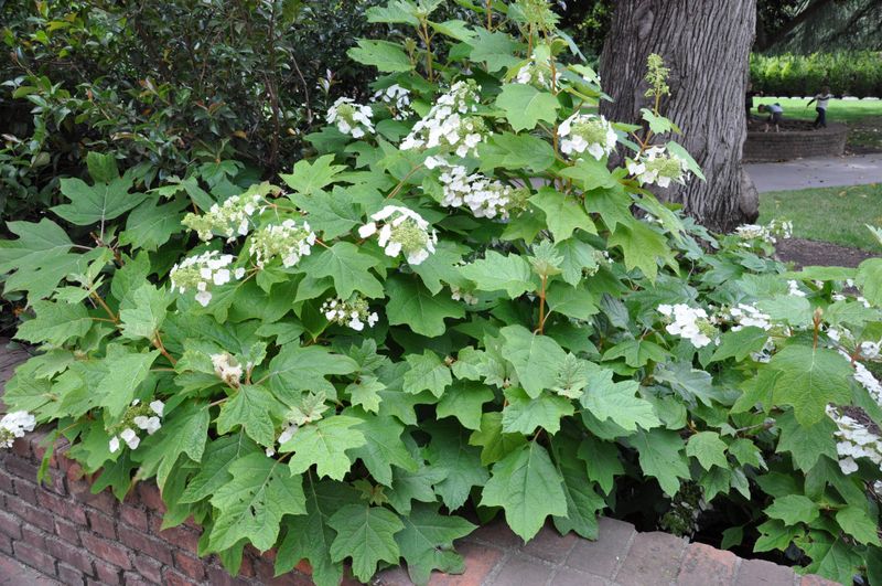 Oakleaf Hydrangea Needs Careful Timing To Protect Summer Flowers