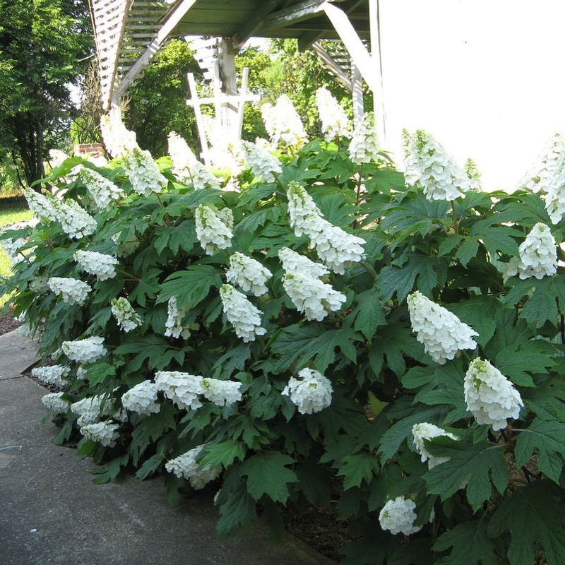 Bigleaf And Oakleaf Hydrangeas Lose Buds If Cut Now