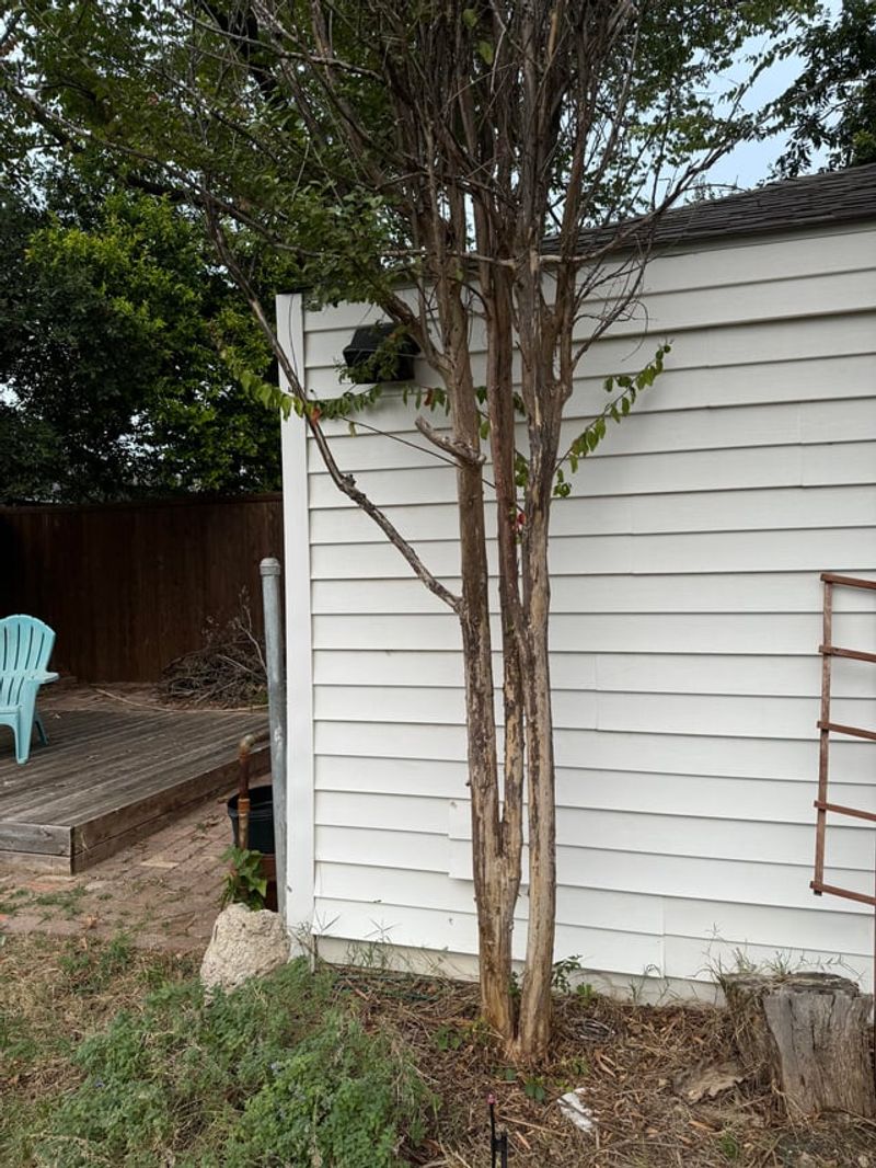 Crape Myrtles Recover Without Early Cutting