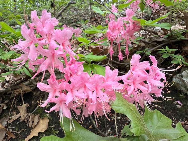 Wild Azalea Varieties With Vibrant Natives