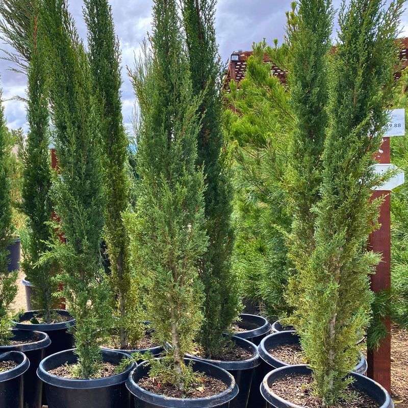 Italian Cypress