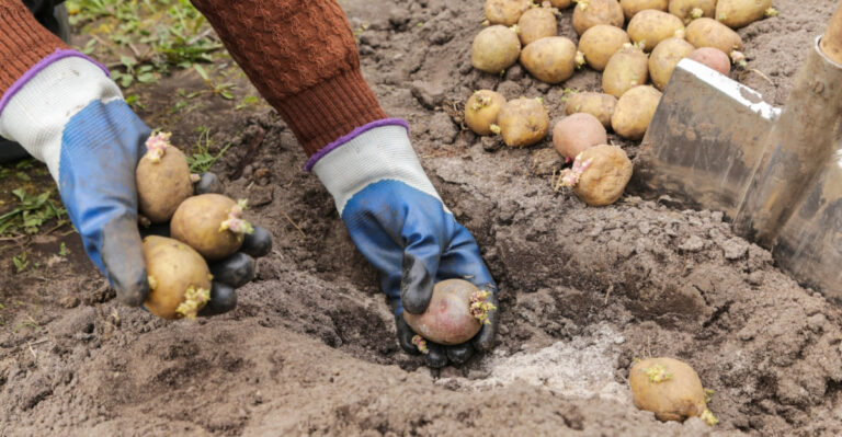 seed potatoes planting