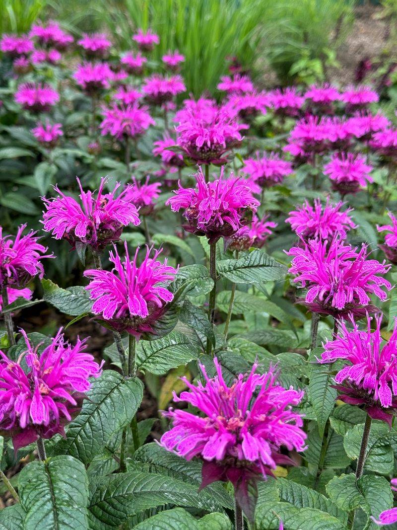 Bee Balm (Monarda Didyma)