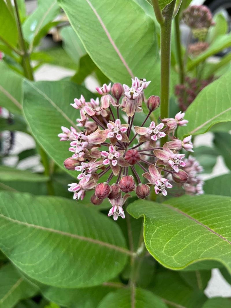 Common Milkweed (Asclepias Syriaca)