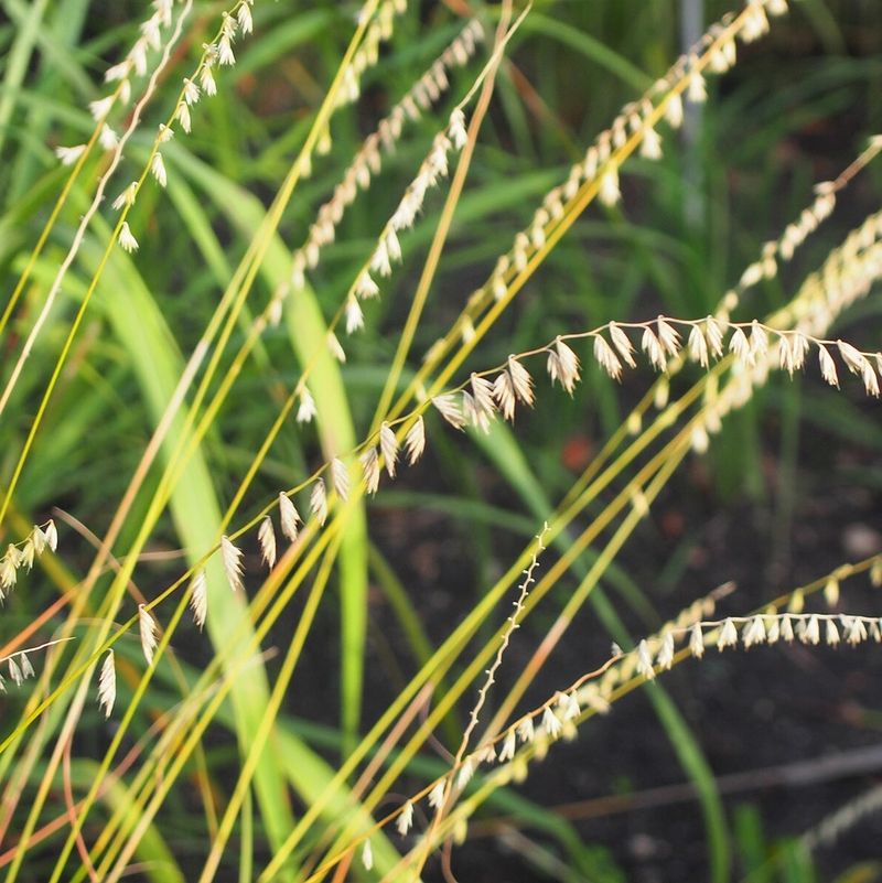 Side Oats Grama Adds Texture With Unique Seed Heads