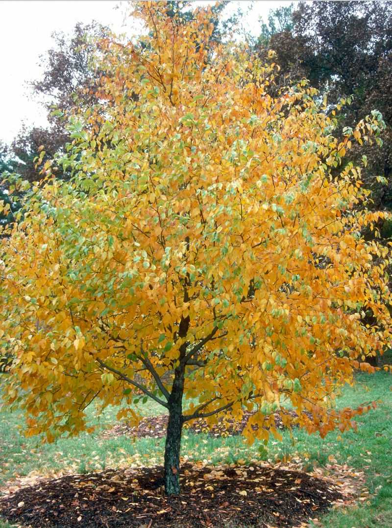 Sweet Birch Thrives In North Georgia Gardens