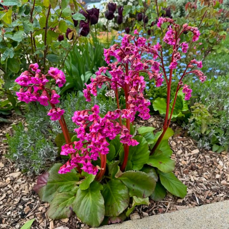 Bergenia Lifts Pink Petals Above Glossy Leaves
