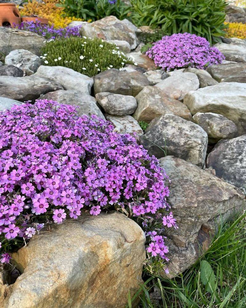 Creeping Phlox Provides Early Color On Slopes And Edges
