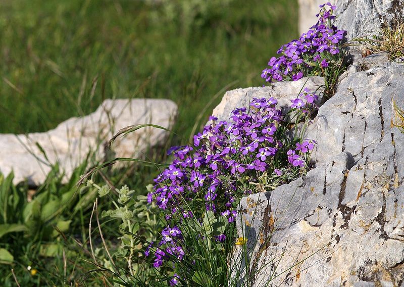 Rock Cress Brings Color To Edges And Slopes