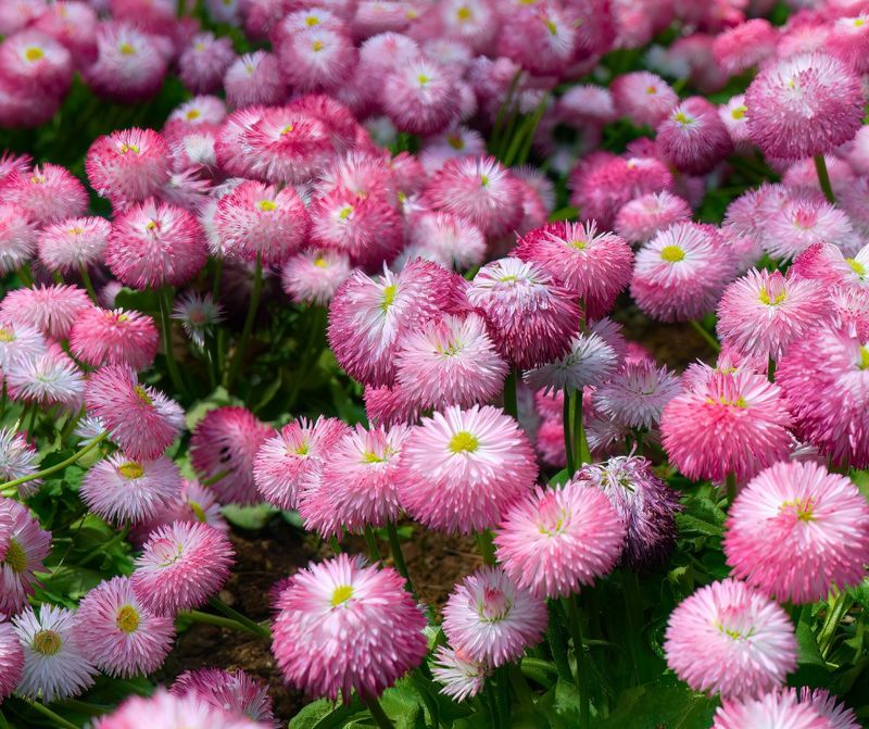 English Daisies