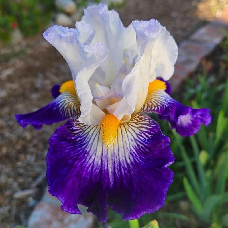 Bearded Iris
