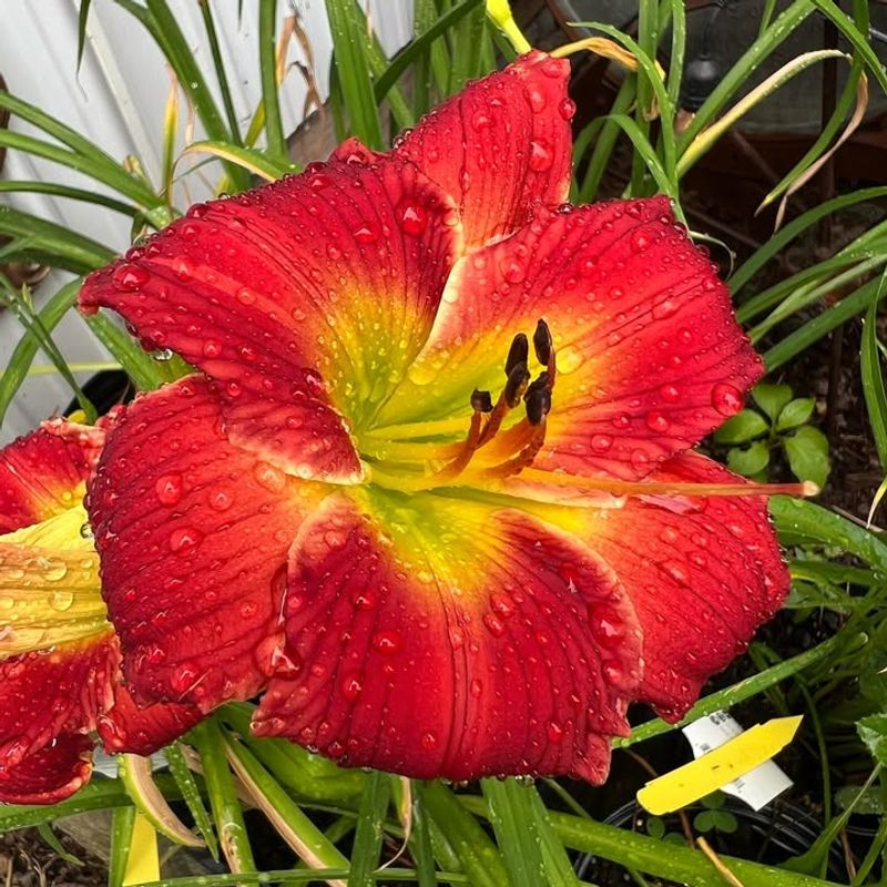Daylily