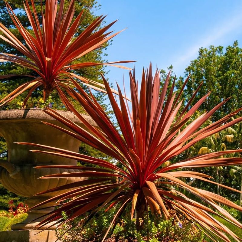 Cordyline