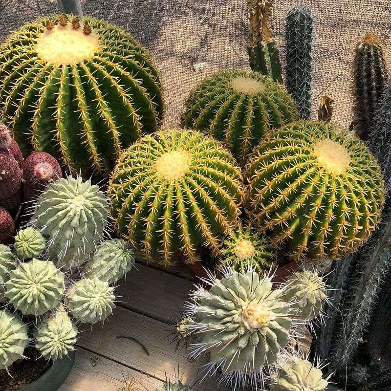 Golden Barrel Stays Compact And Needs Almost No Maintenance