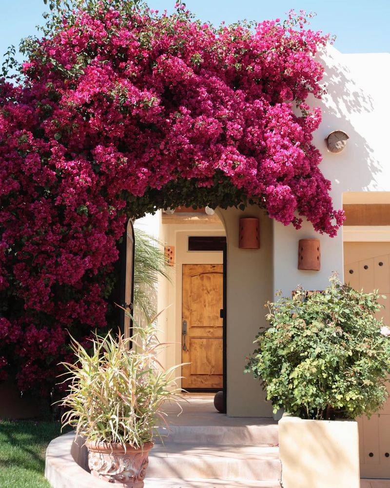 Bougainvillea Paints Arizona Walls With Vivid Color
