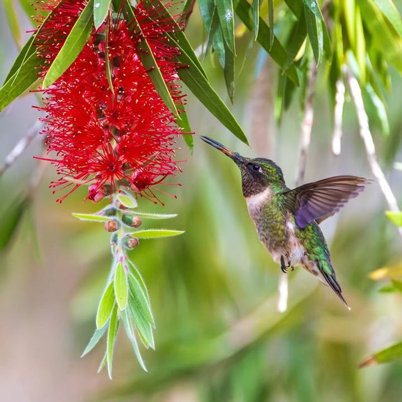 Bottlebrush (Callistemon spp.)
