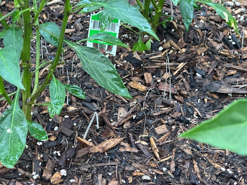 Mycorrhizal Fungi Inoculation