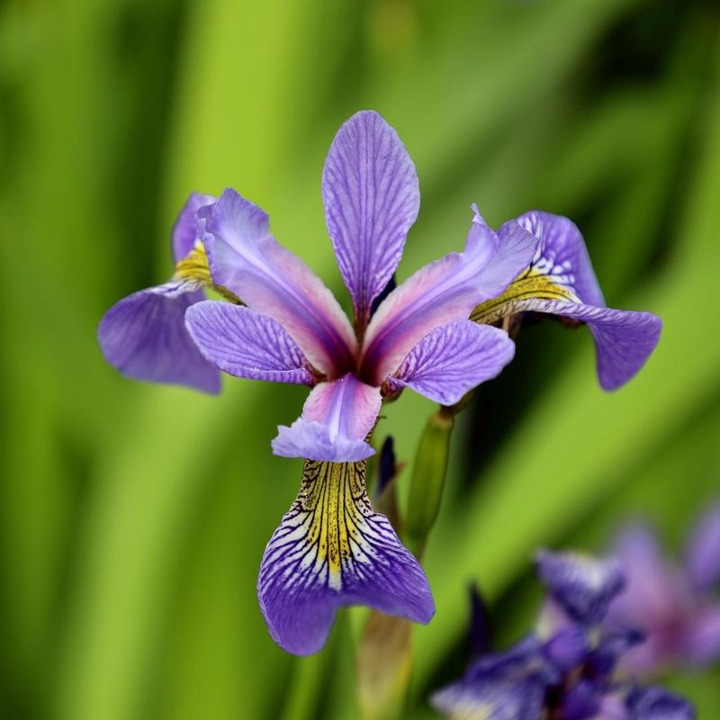 Blue Flag Iris (Iris Versicolor)