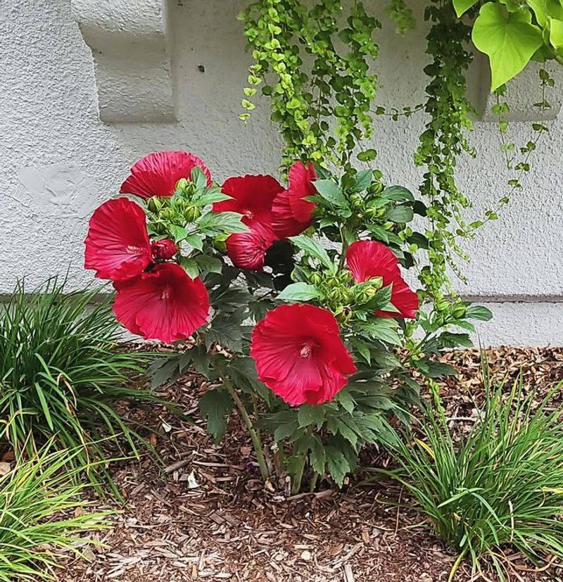 Hardy Hibiscus Brings Massive Show-Stopping Blooms Each Season