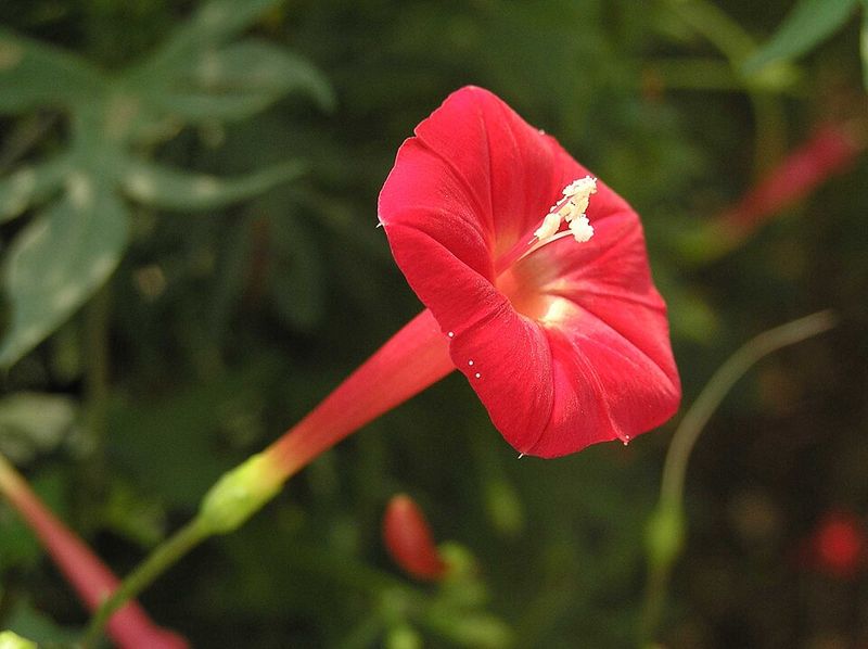 Cardinal Climber Helps Pollinators More Than Cardinals