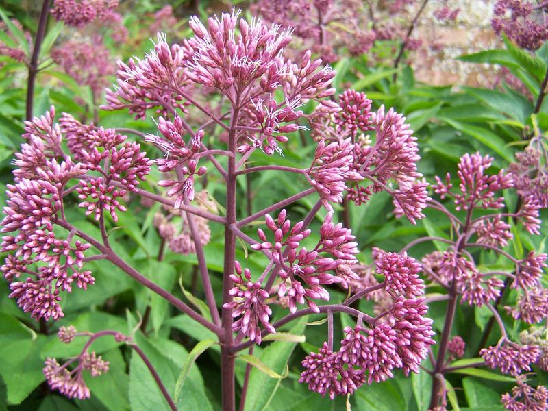 Joe-Pye Weed (Eutrochium Purpureum)