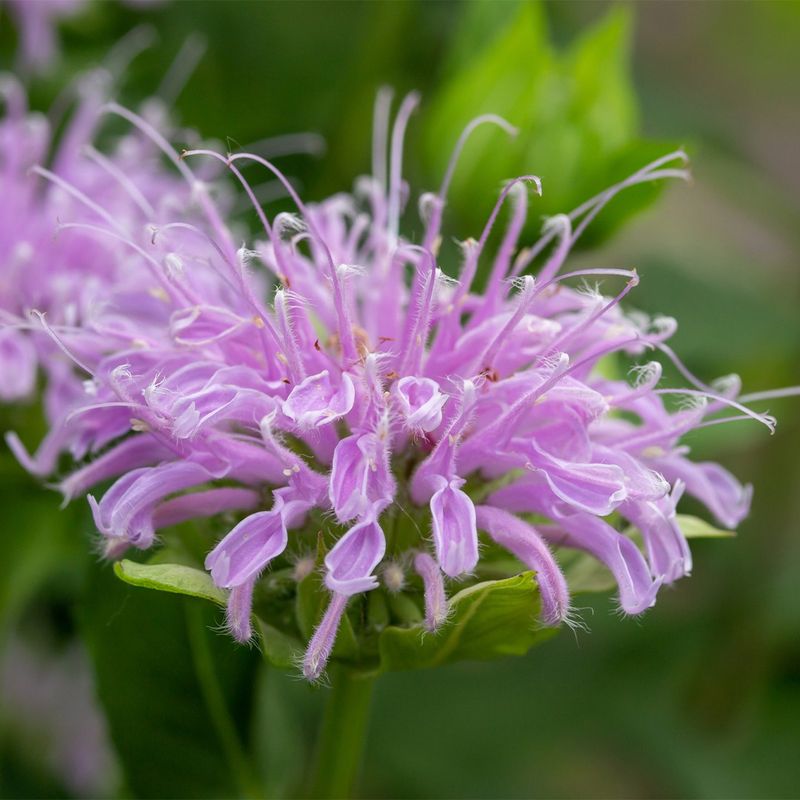 Wild Bergamot Tolerates Clay With Good Drainage