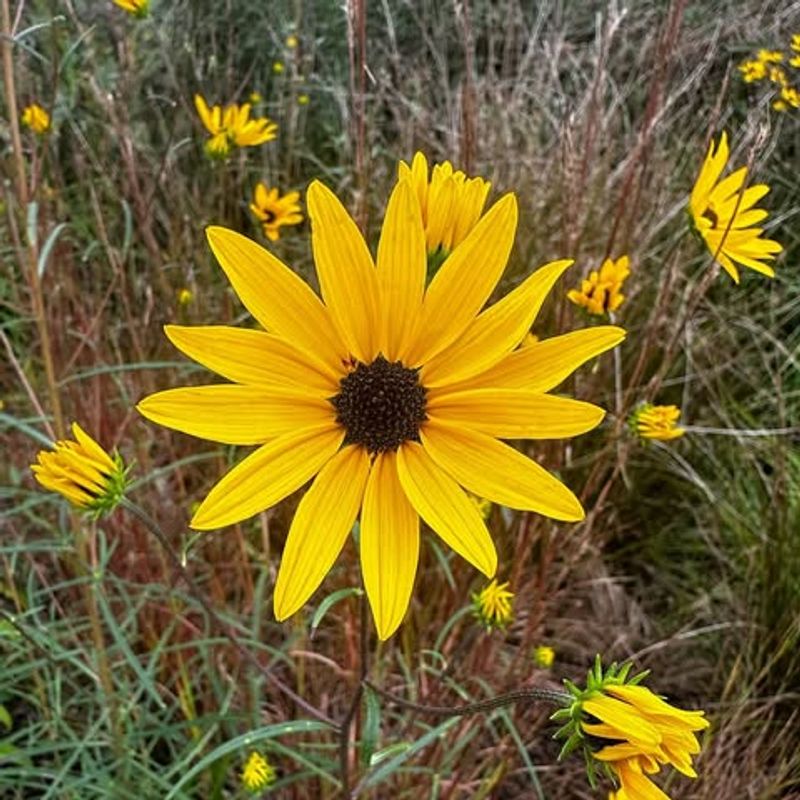 Swamp Sunflower Lighting Up Late Season Gardens